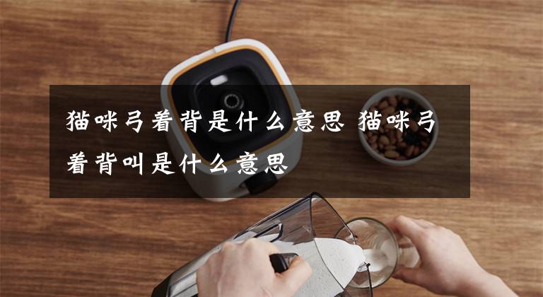 猫咪弓着背是什么意思 猫咪弓着背叫是什么意思文章配图