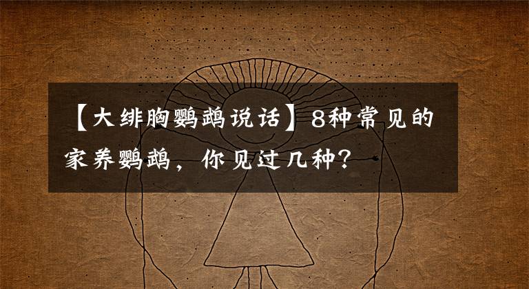 【大绯胸鹦鹉说话】8种常见的家养鹦鹉，你见过几种？