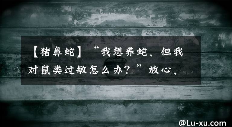 【猪鼻蛇】“我想养蛇，但我对鼠类过敏怎么办？”放心，很多蛇类不吃鼠！