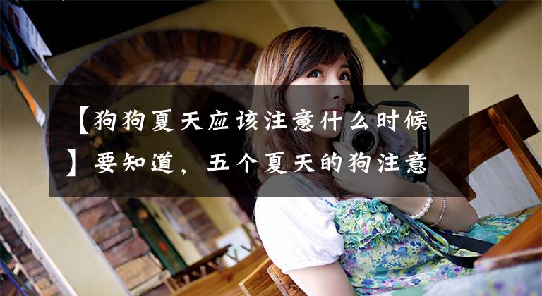 【狗狗夏天应该注意什么时候】要知道，五个夏天的狗注意事项，养犬们都是合格的养犬人！文章配图
