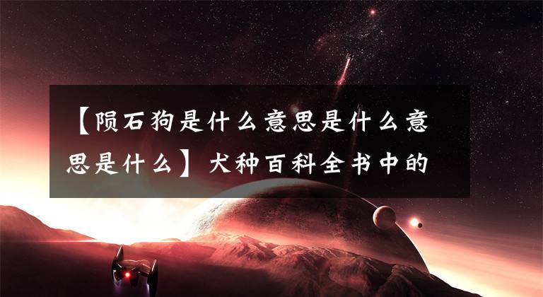 【陨石狗是什么意思是什么意思是什么】犬种百科全书中的澳大利亚牧羊犬文章配图