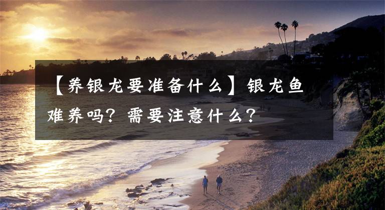 【养银龙要准备什么】银龙鱼难养吗？需要注意什么？文章配图