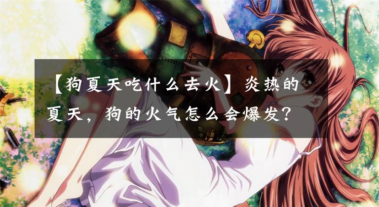 【狗夏天吃什么去火】炎热的夏天，狗的火气怎么会爆发？文章配图