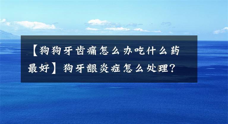 【狗狗牙齿痛怎么办吃什么药最好】狗牙龈炎症怎么处理？文章配图