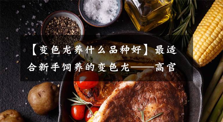 【变色龙养什么品种好】最适合新手饲养的变色龙——高官变色龙文章配图