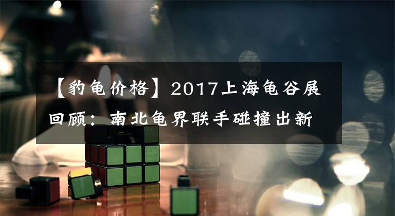 【豹龟价格】2017上海龟谷展回顾：南北龟界联手碰撞出新火花！