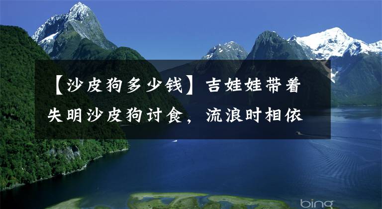 【沙皮狗多少钱】吉娃娃带着失明沙皮狗讨食，流浪时相依相伴，即使被收养也不分开