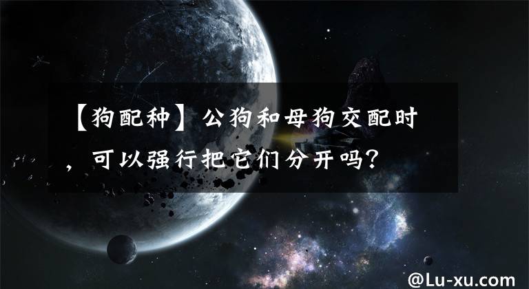 【狗配种】公狗和母狗交配时，可以强行把它们分开吗？