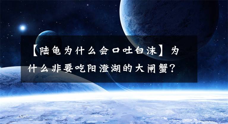 【陆龟为什么会口吐白沫】为什么非要吃阳澄湖的大闸蟹？文章配图