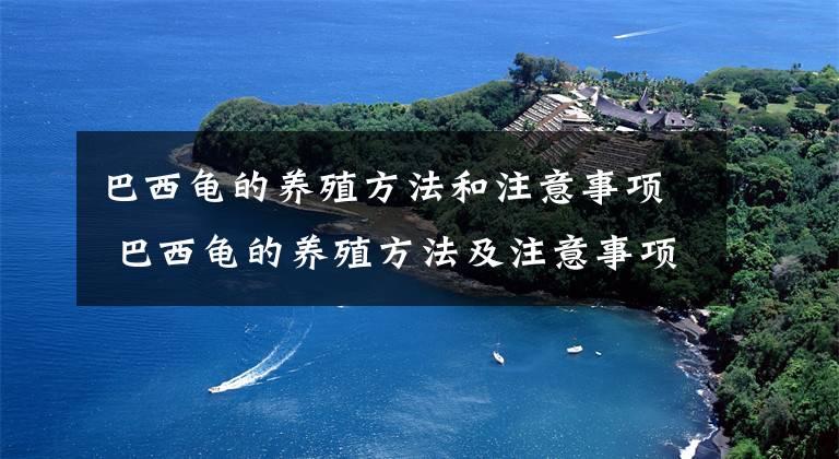 巴西龟的养殖方法和注意事项 巴西龟的养殖方法及注意事项文章配图