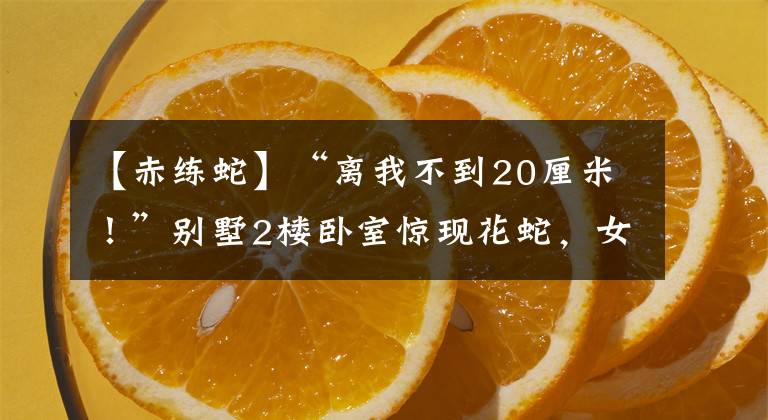 【赤练蛇】“离我不到20厘米！”别墅2楼卧室惊现花蛇，女主人吓得直呼救