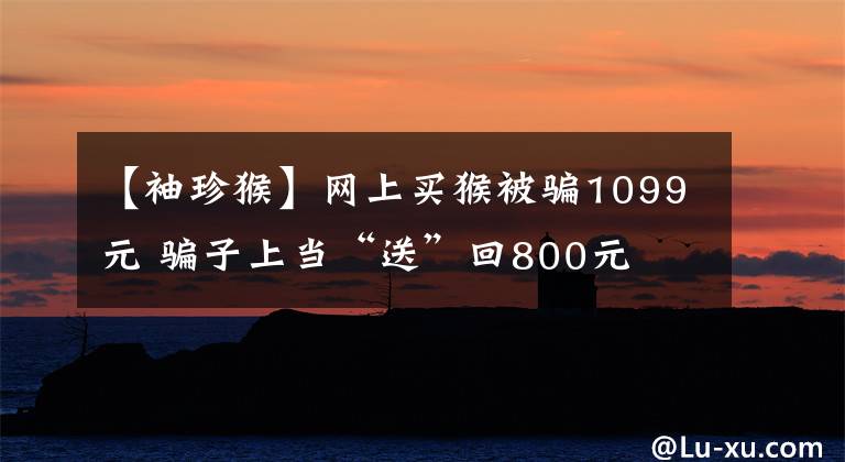 【袖珍猴】网上买猴被骗1099元 骗子上当“送”回800元