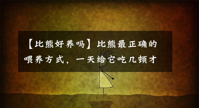 【比熊好养吗】比熊最正确的喂养方式，一天给它吃几顿才健康？