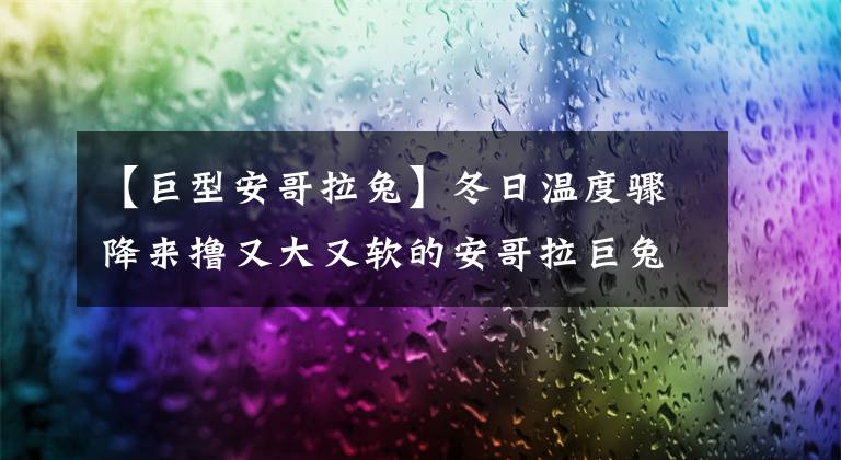 【巨型安哥拉兔】冬日温度骤降来撸又大又软的安哥拉巨兔