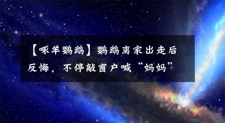 【啄羊鹦鹉】鹦鹉离家出走后反悔，不停敲窗户喊“妈妈”求主人开窗！评论亮了