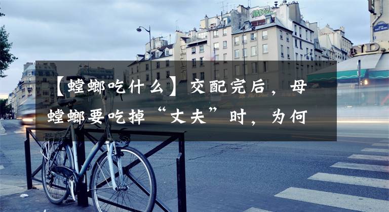 【螳螂吃什么】交配完后，母螳螂要吃掉“丈夫”时，为何公螳螂不反抗也不逃走？文章配图