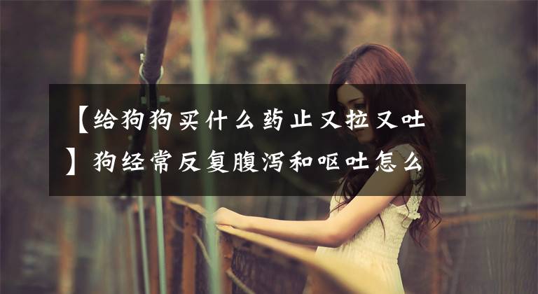 【给狗狗买什么药止又拉又吐】狗经常反复腹泻和呕吐怎么办。慢性胃肠炎的管理比治疗更有效文章配图