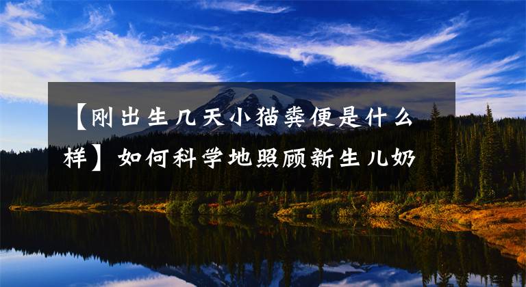 【刚出生几天小猫粪便是什么样】如何科学地照顾新生儿奶猫？文章配图