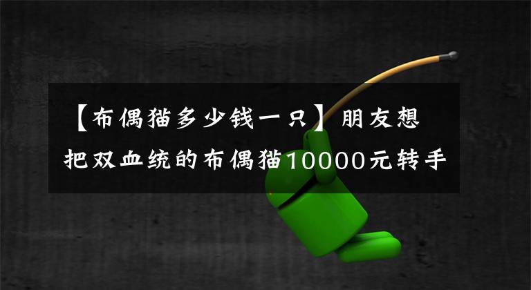 【布偶猫多少钱一只】朋友想把双血统的布偶猫10000元转手，网友：1000块不能多了