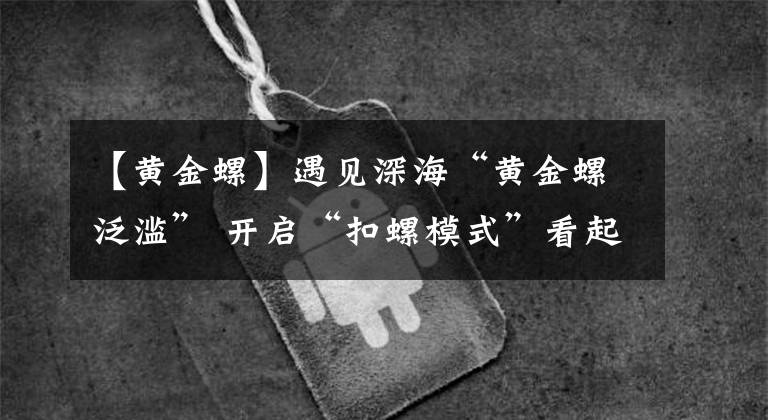 【黄金螺】遇见深海“黄金螺泛滥” 开启“扣螺模式”看起来要爆桶了