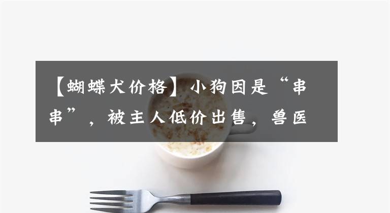 【蝴蝶犬价格】小狗因是“串串”，被主人低价出售，兽医领养后却成了网红文章配图