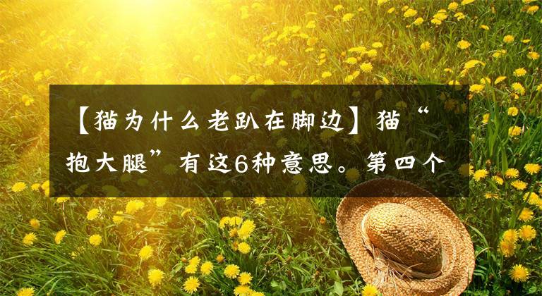 【猫为什么老趴在脚边】猫“抱大腿”有这6种意思。第四个经常被误解文章配图