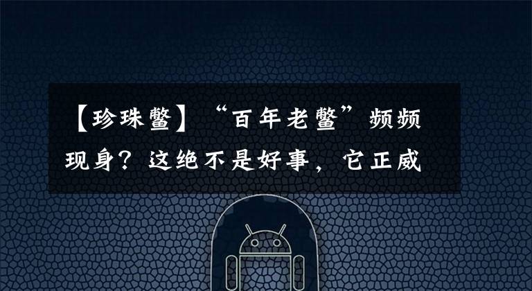 【珍珠鳖】“百年老鳖”频频现身？这绝不是好事，它正威胁我国多地生态环境