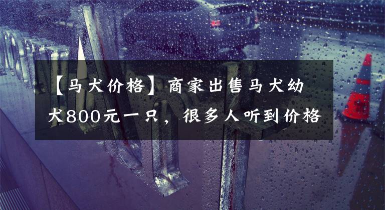 【马犬价格】商家出售马犬幼犬800元一只，很多人听到价格觉得太贵直接离开了