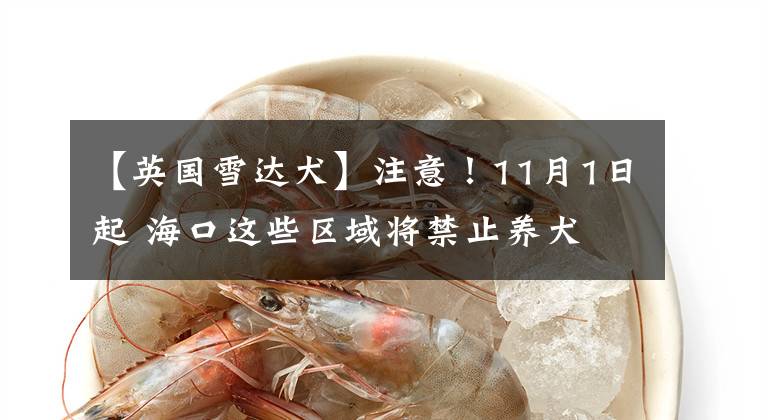 【英国雪达犬】注意！11月1日起 海口这些区域将禁止养犬文章配图