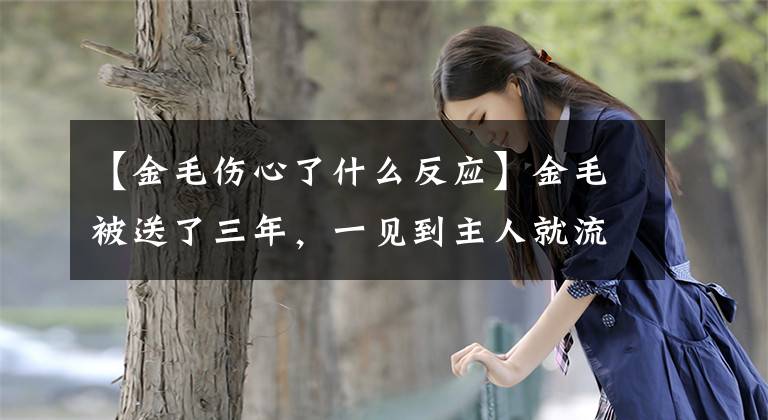 【金毛伤心了什么反应】金毛被送了三年，一见到主人就流泪，但没有带回家。文章配图