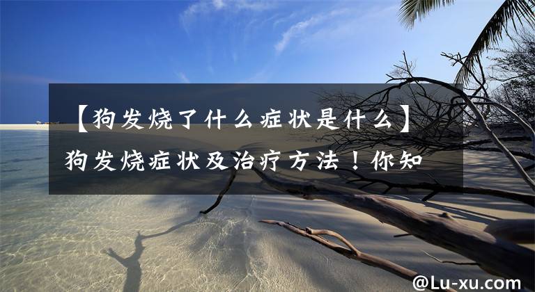 【狗发烧了什么症状是什么】狗发烧症状及治疗方法！你知道吗？文章配图