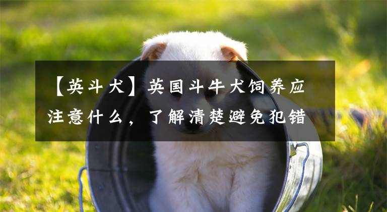 【英斗犬】英国斗牛犬饲养应注意什么，了解清楚避免犯错