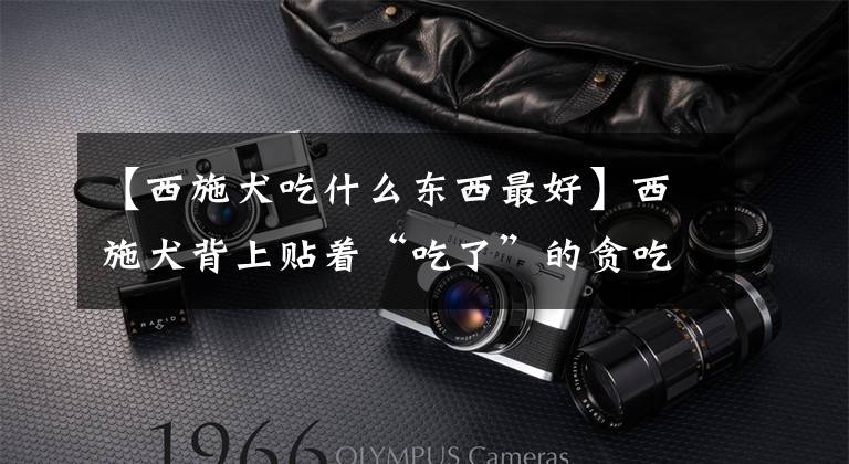 【西施犬吃什么东西最好】西施犬背上贴着“吃了”的贪吃，骗了大眼，骗了两顿晚饭，全部扫光了。文章配图