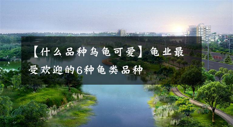 【什么品种乌龟可爱】龟业最受欢迎的6种龟类品种文章配图
