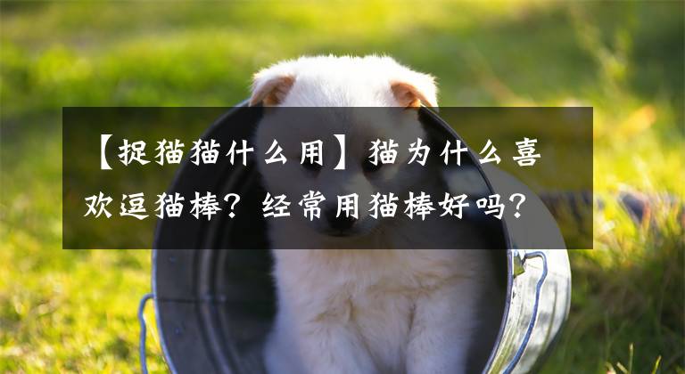 【捉猫猫什么用】猫为什么喜欢逗猫棒？经常用猫棒好吗？逗猫棒的好处和坏处