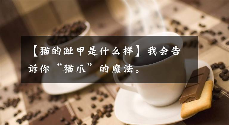 【猫的趾甲是什么样】我会告诉你“猫爪”的魔法。文章配图