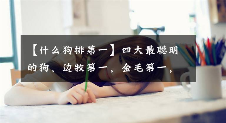 【什么狗排第一】四大最聪明的狗，边牧第一，金毛第一，第四是意外文章配图