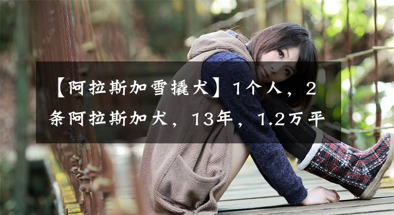 【阿拉斯加雪撬犬】1个人，2条阿拉斯加犬，13年，1.2万平方公里的"无线"守护！