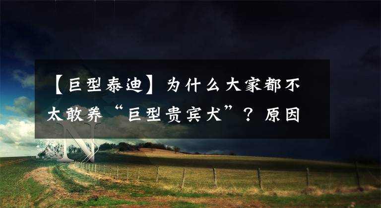 【巨型泰迪】为什么大家都不太敢养“巨型贵宾犬”？原因有7点