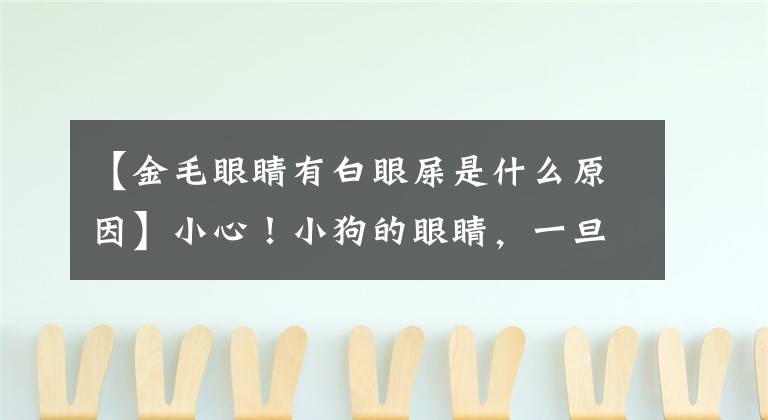 【金毛眼睛有白眼屎是什么原因】小心！小狗的眼睛，一旦出现这种情况，就生病了文章配图