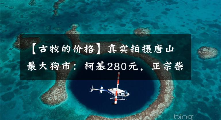 【古牧的价格】真实拍摄唐山最大狗市：柯基280元，正宗柴犬2400，禁养犬剃光光