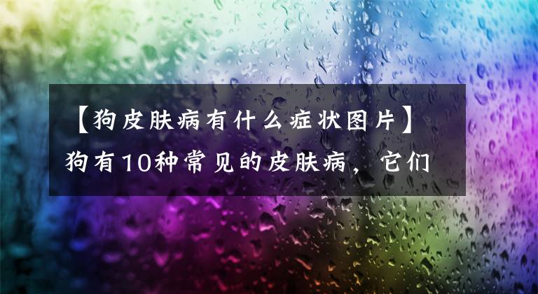【狗皮肤病有什么症状图片】狗有10种常见的皮肤病，它们各有什么特点，主人该如何辨别是什么样的？文章配图