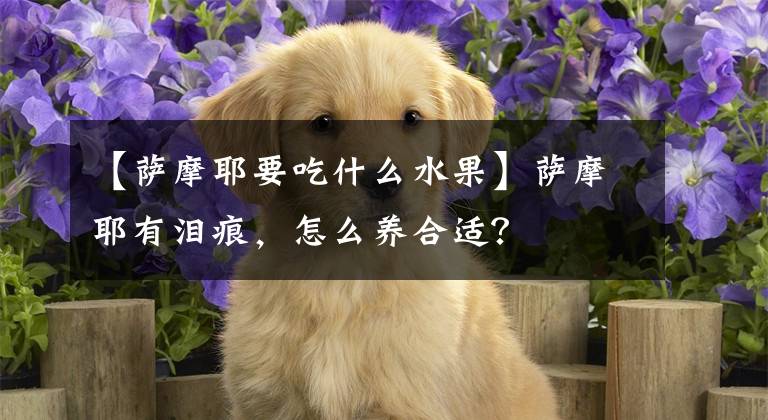 【萨摩耶要吃什么水果】萨摩耶有泪痕，怎么养合适？文章配图