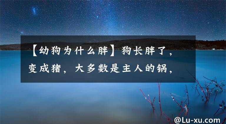 【幼狗为什么胖】狗长胖了，变成猪，大多数是主人的锅，如果爱，请尽快帮我减肥。文章配图