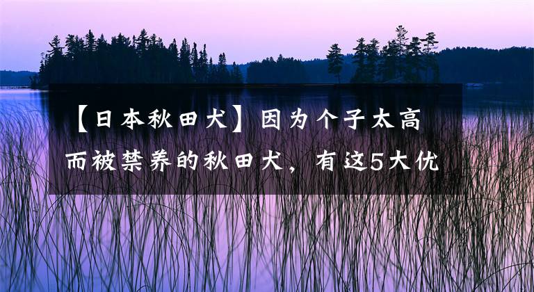 【日本秋田犬】因为个子太高而被禁养的秋田犬，有这5大优点