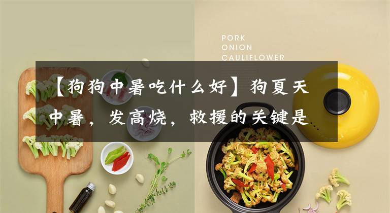 【狗狗中暑吃什么好】狗夏天中暑，发高烧，救援的关键是宠物主人是否采取了这样的措施。文章配图
