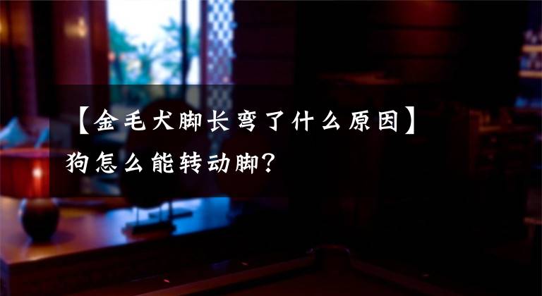 【金毛犬脚长弯了什么原因】狗怎么能转动脚？文章配图