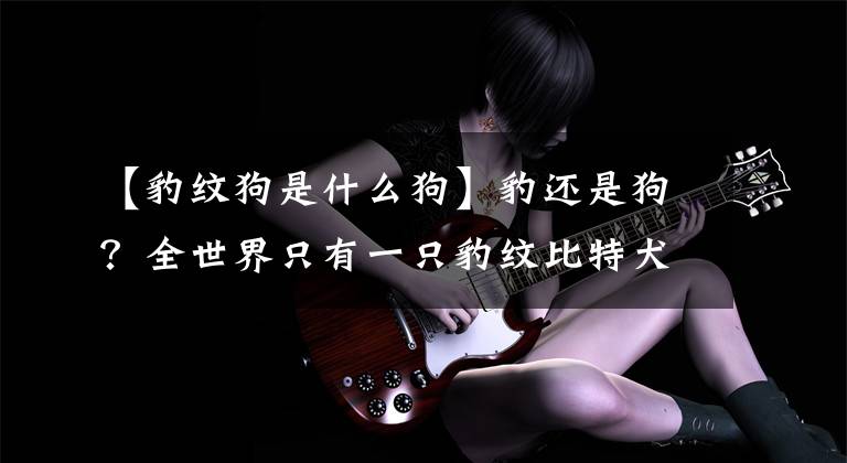 【豹纹狗是什么狗】豹还是狗？全世界只有一只豹纹比特犬！文章配图