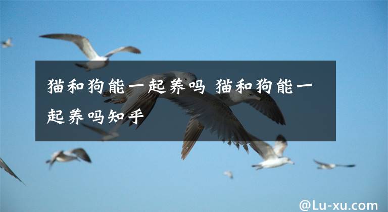 猫和狗能一起养吗 猫和狗能一起养吗知乎文章配图