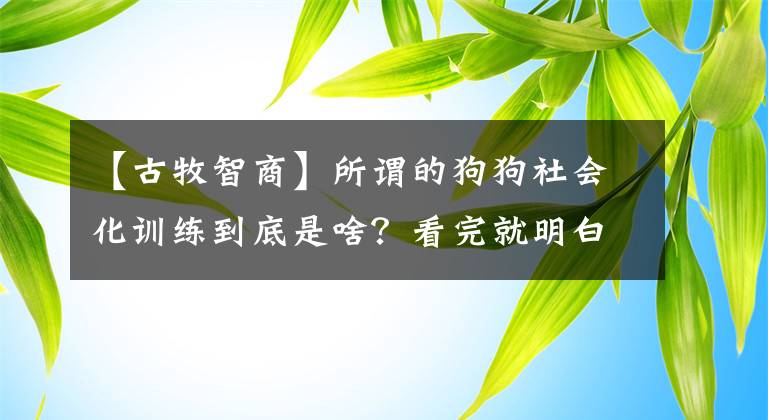 【古牧智商】所谓的狗狗社会化训练到底是啥？看完就明白，狗狗守规矩的好处多